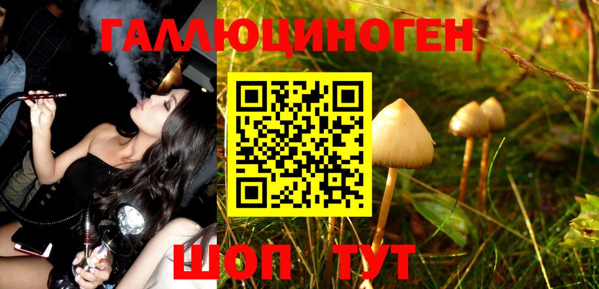 Псилоцибиновые грибы Psilocybe Долгопрудный