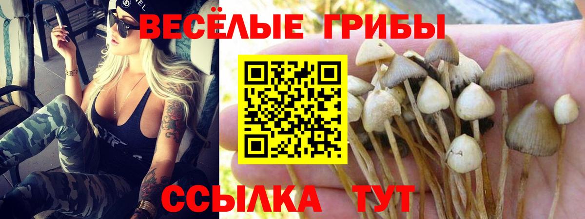 Галлюциногенные грибы Psilocybe  Вход с VPN  Долгопрудный 